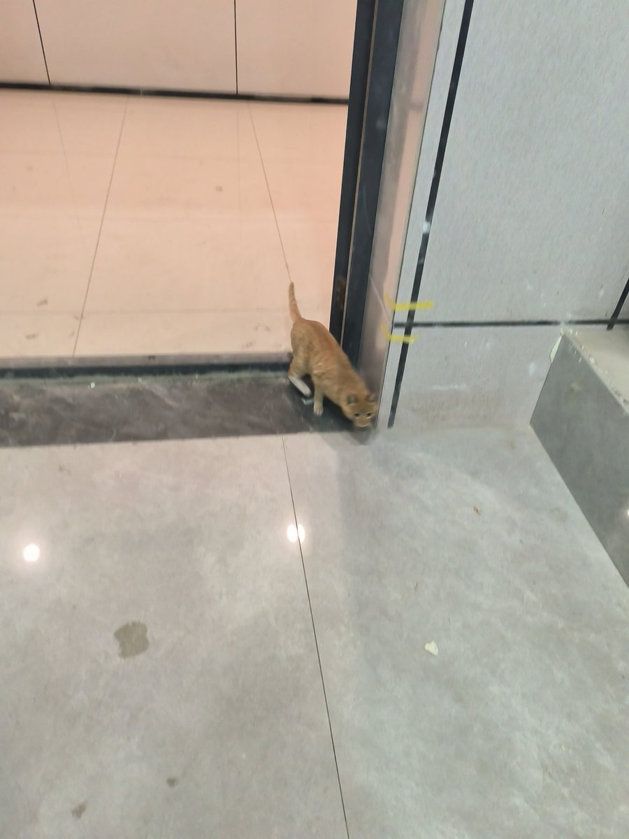 ErwinBrook1's tweet photo. 这是我出差项目的���机专工橘工，每天都会巡视汽轮机，非常的敬业。同时它的专业水平也很高，只要它把爪子搭到汽轮机上，就知道哪个瓦振动大了，是否超过报警值，并及时通知当班运行🐱

​（以上言论纯属瞎编，因为开玩笑真有人信了） https://t.co/hhFneodT20