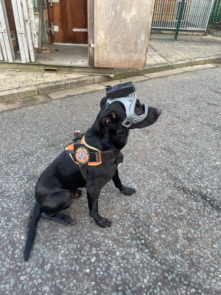 TWFRS_USAR_Dogs's tweet photo. Merlin is testing out a bit of new technology to assist us in making his job safer and more efficient 🐾🐾 @darksystemsnews @FireResilience @WestYorkshireF2 @Norfolkfire @firesearchdogs @usar_twfrs https://t.co/14fVfaa20Z