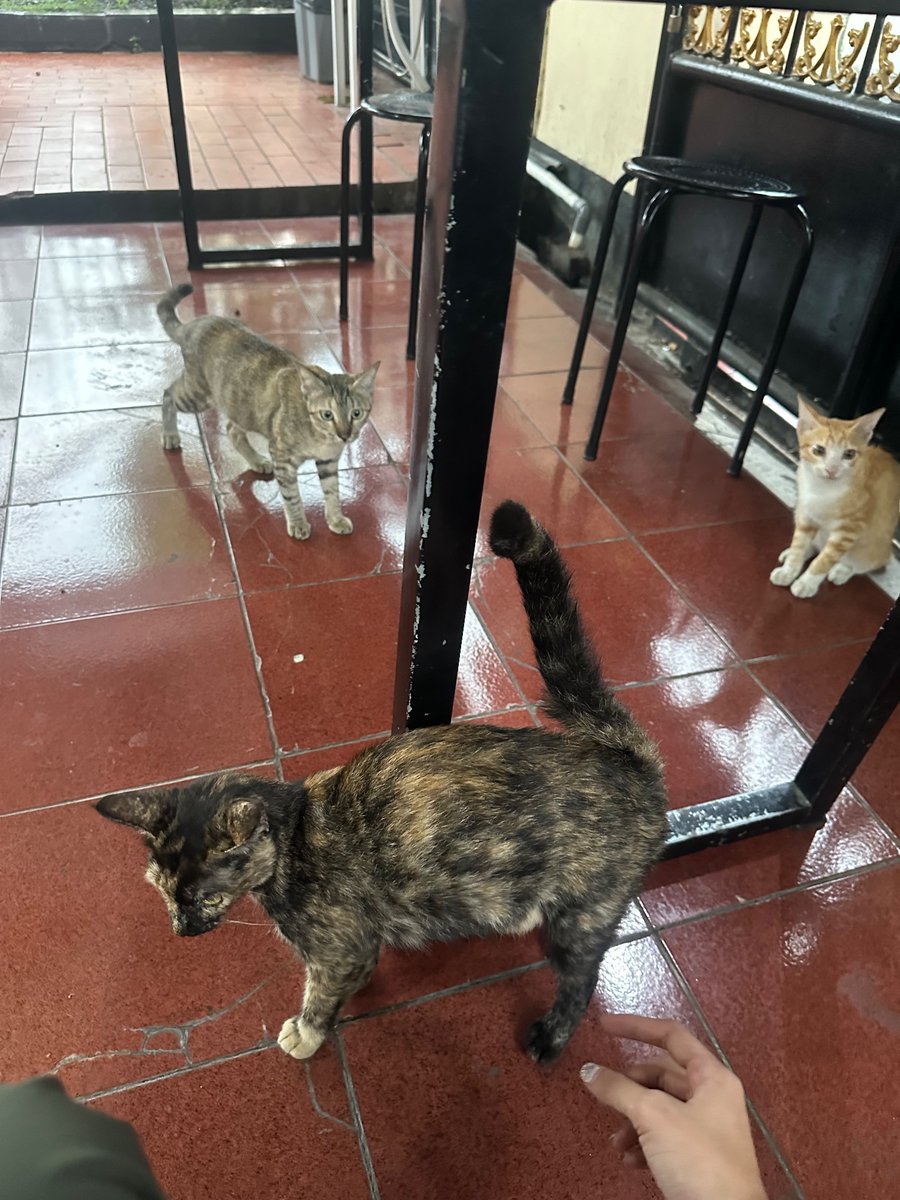 _zeeasadel's tweet photo. sebenernya.. akulah ibuk kucing sesungguhnya https://t.co/kvtZQGOHcd