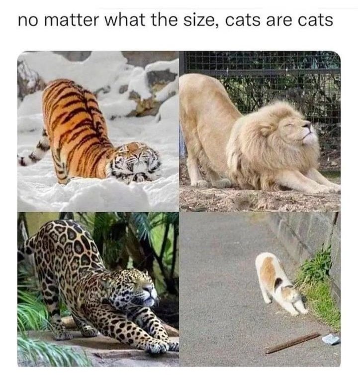 FluffyPlanet_'s tweet photo. Big or small, fluffy or sleek cats are cats and their charm is universal

 @cutestanimalsvip 

#catsofallsizes #pawsomecharm #catlovers #cutecats #felinefriend #fluffyplanet #purrfect https://t.co/c52vNyn5Rf