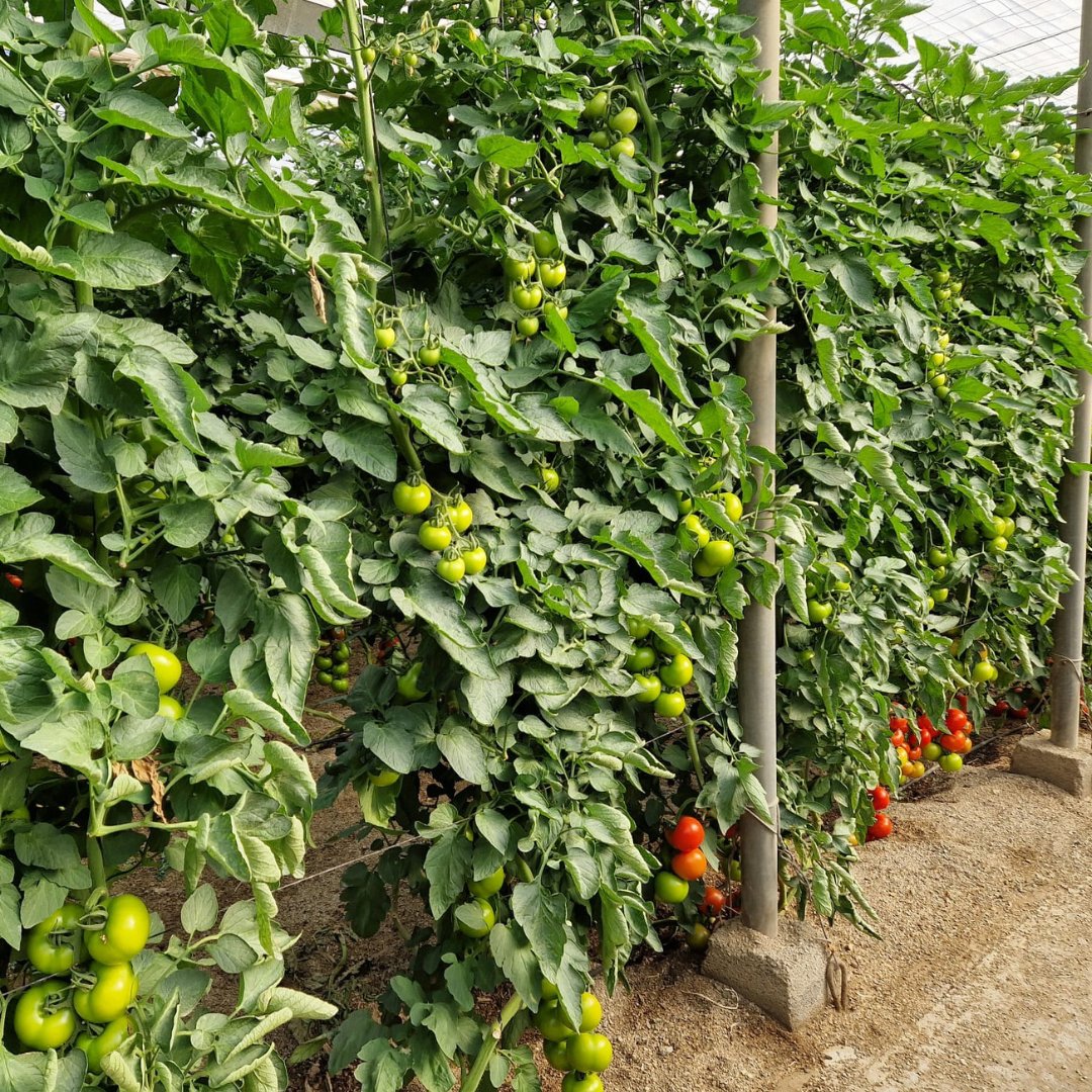 YaraIberian's tweet photo. 🚜 El #campo no entiende de festivos ni vacaciones.  

📌 Interesante jornada con nuestros amigos de @Prodelesa y #HortícolasMorán, con visita a nuestra planta de #Almería y a #invernaderos de tomate.  

📸 Ana Gómez.  

#Agricultura #KnowledgeGrows https://t.co/fLaxCKUbAy
