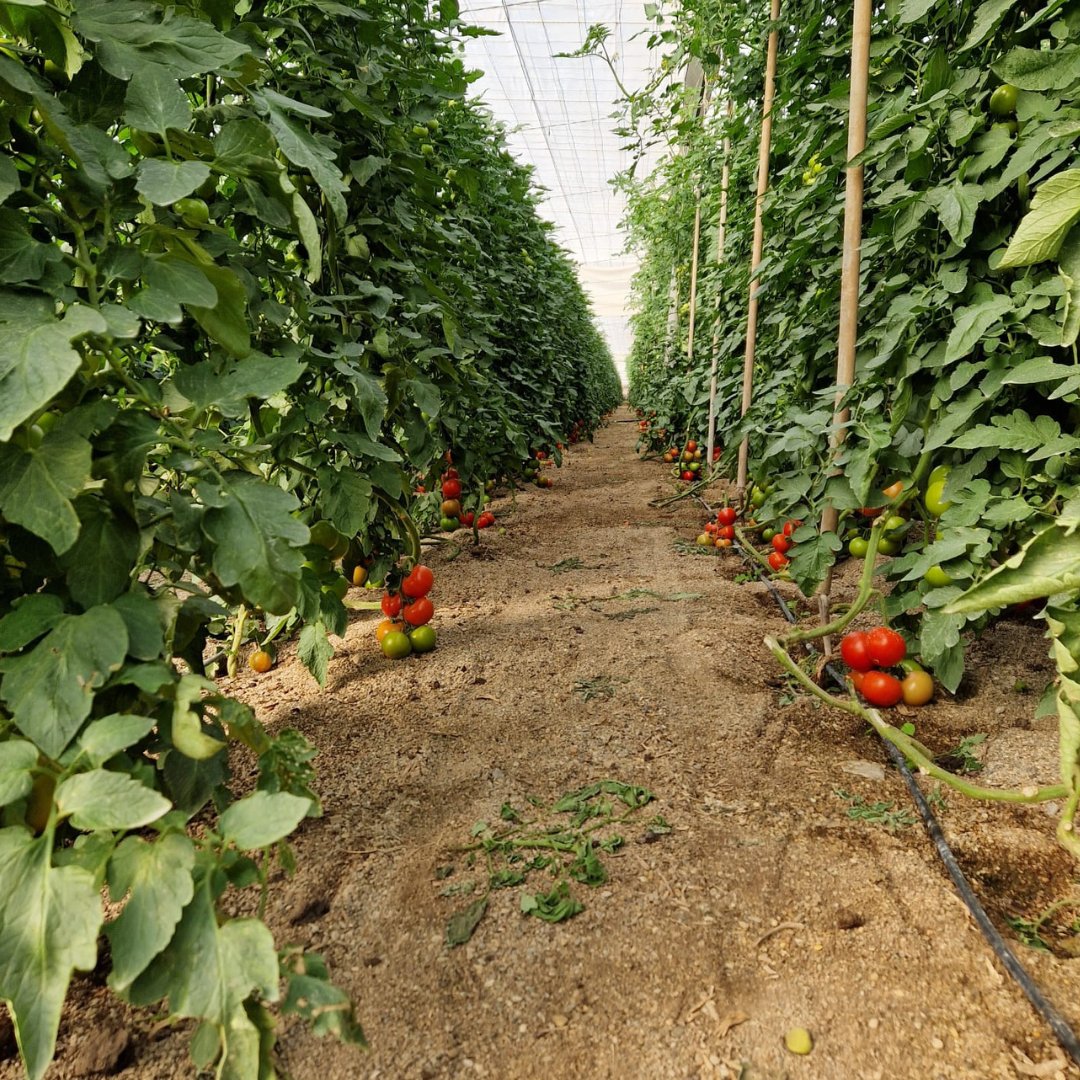 YaraIberian's tweet photo. 🚜 El #campo no entiende de festivos ni vacaciones.  

📌 Interesante jornada con nuestros amigos de @Prodelesa y #HortícolasMorán, con visita a nuestra planta de #Almería y a #invernaderos de tomate.  

📸 Ana Gómez.  

#Agricultura #KnowledgeGrows https://t.co/fLaxCKUbAy