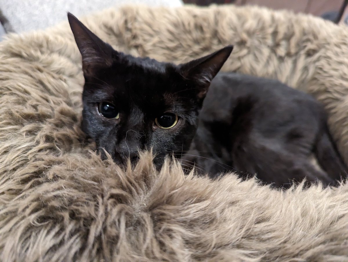 Guru_Mat's tweet photo. This week I get to take care of this little buddy. His legs aren't working right now, so he is stuck receiving oodles of cuddles and slathers of scritches. https://t.co/wvD9kNvPdn