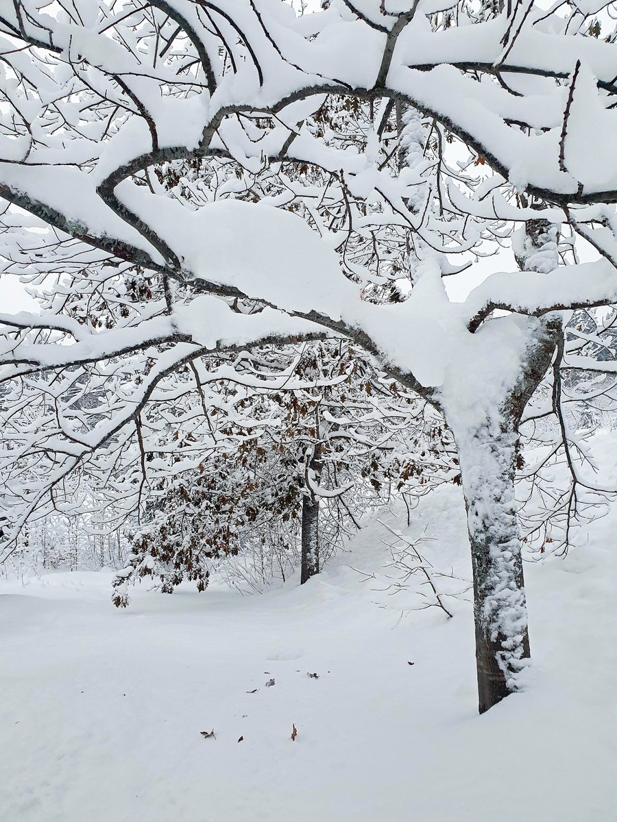 michashikes's tweet photo. In front of our house today, at -23C 

#snow #winter #winterwonderland #freezing #trees #snowtrees #sweden https://t.co/yxwxoTT2lm