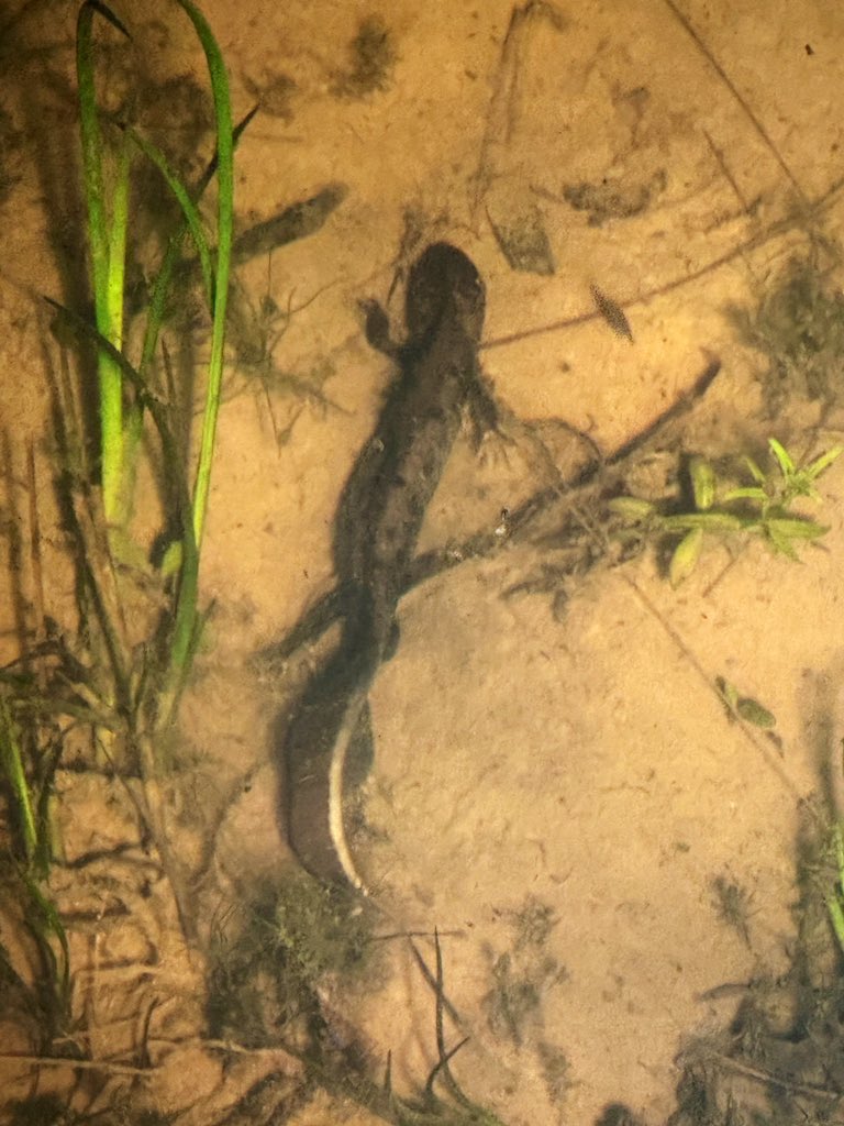 WoldEcology's tweet photo. Our first great crested newts of 2024. 17 males and 1 female were observed last night in two ponds on the edge of Driffield, East Yorkshire. @ARGroupsUK @YorksARG @arcprotects @ARC_Bytes @reptiles_uk  @TeamNEYEDC @NBNTrust @WoldsWeekly @YorkshireWolds @BBCSpringwatch https://t.co/v2mQDpCJgA