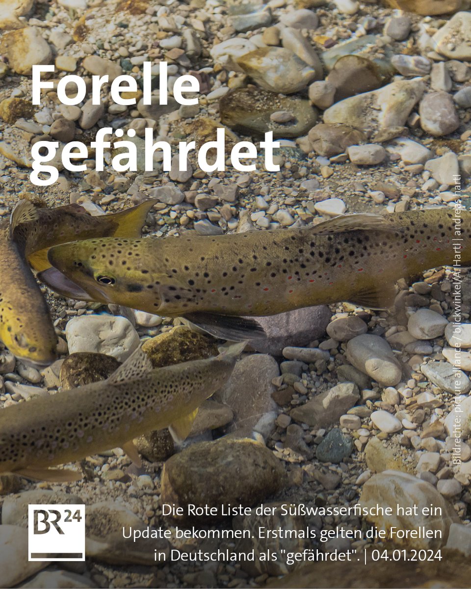 BR24's tweet photo. Früher gab es in #Bayern viele #Forellen, doch der #Klimawandel und der Verlust von Lebensräumen setzen dem ein Ende.
https://t.co/6ssRMltoim https://t.co/Xh7xe9VWmi