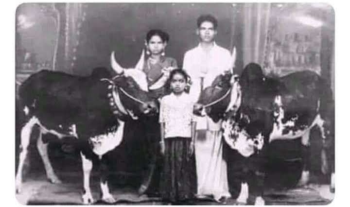 Cows were part of family! .

That's is Indian tradition and practice ! 

It's a western practice to consider cows as farm animals !.