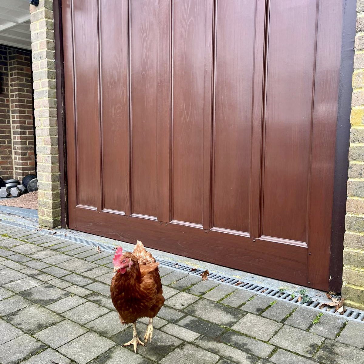 “This GRP garage door is egg-cellent!”

Clearly this resident chicken is impressed with this @cdcgaragedoors ‘Ashtead’ up and over garage door in Dark Oak. 

#garagedoorservice #garagedoors #garagedoorsupplier #fibreglass #darkoak #farmlife #chicken #EggcellentChoices