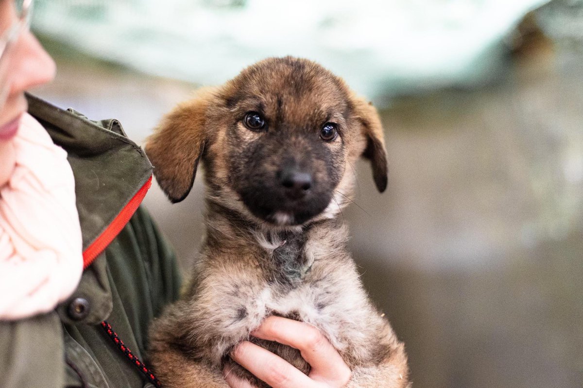Aktueller Stand… Yoshima bleibt allein zurück 😖 ihre Geschwister haben sich alle ein Ticket ergattert. Wer jemanden kennt, der jemanden kennt… 🥰

#puppy #puppies #AdoptDontBuy #adoptdontshop #adoptable #pup #welpe #welpen #rescuedog #rescued #rescuedogs #adoptme