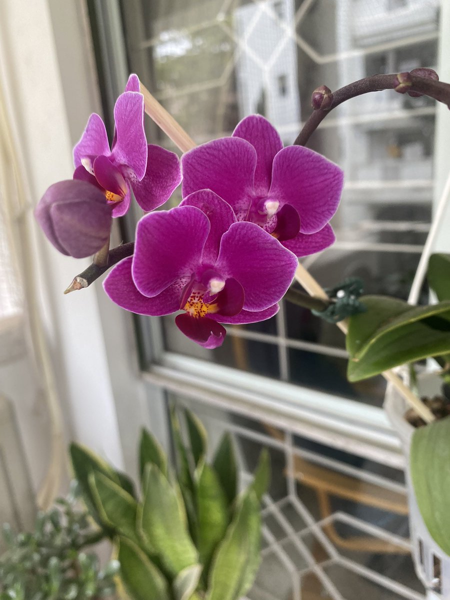 Please appreciate the still alive-ness of my plants