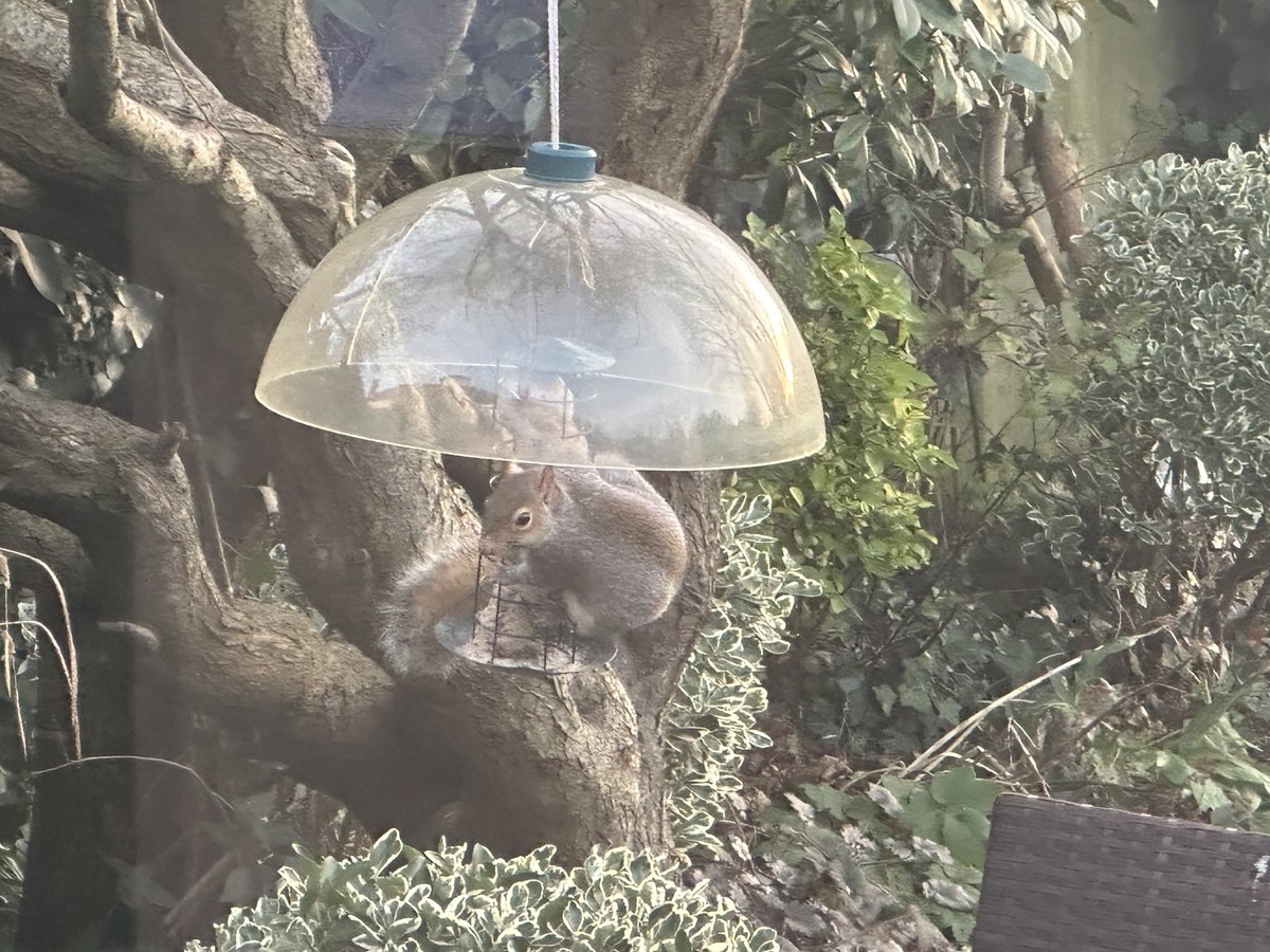 Oh dear my #squirrel proof bird feeder didn't work! Thought the feeder balls were eaten a bit too quickly 🐿️🤣