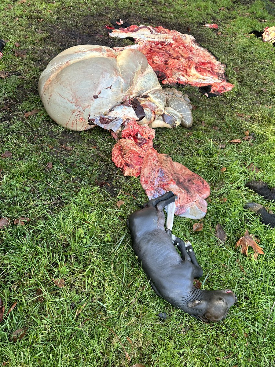 freshgate farm tweet media