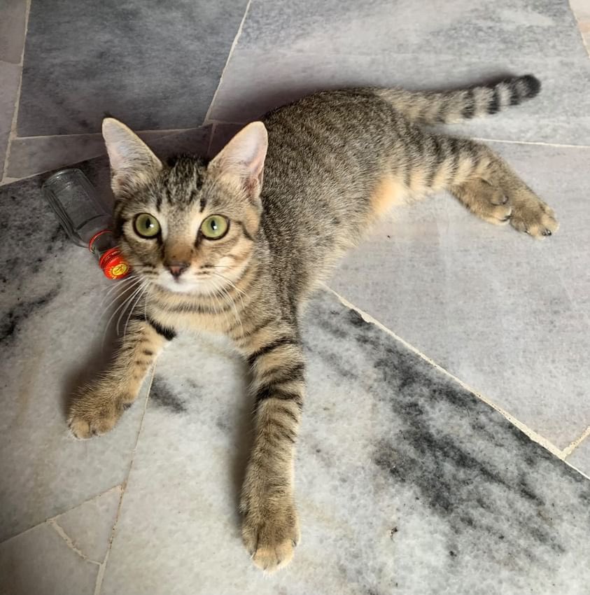 2 months old Female Cat up for adoption 🐱 KL & Selangor Owner won’t be at home as much due to work and as its a condominium house, owner is worried to free her from cage, and wants her to be free when goes to her forever home next 🥹 DM me for more information 💬