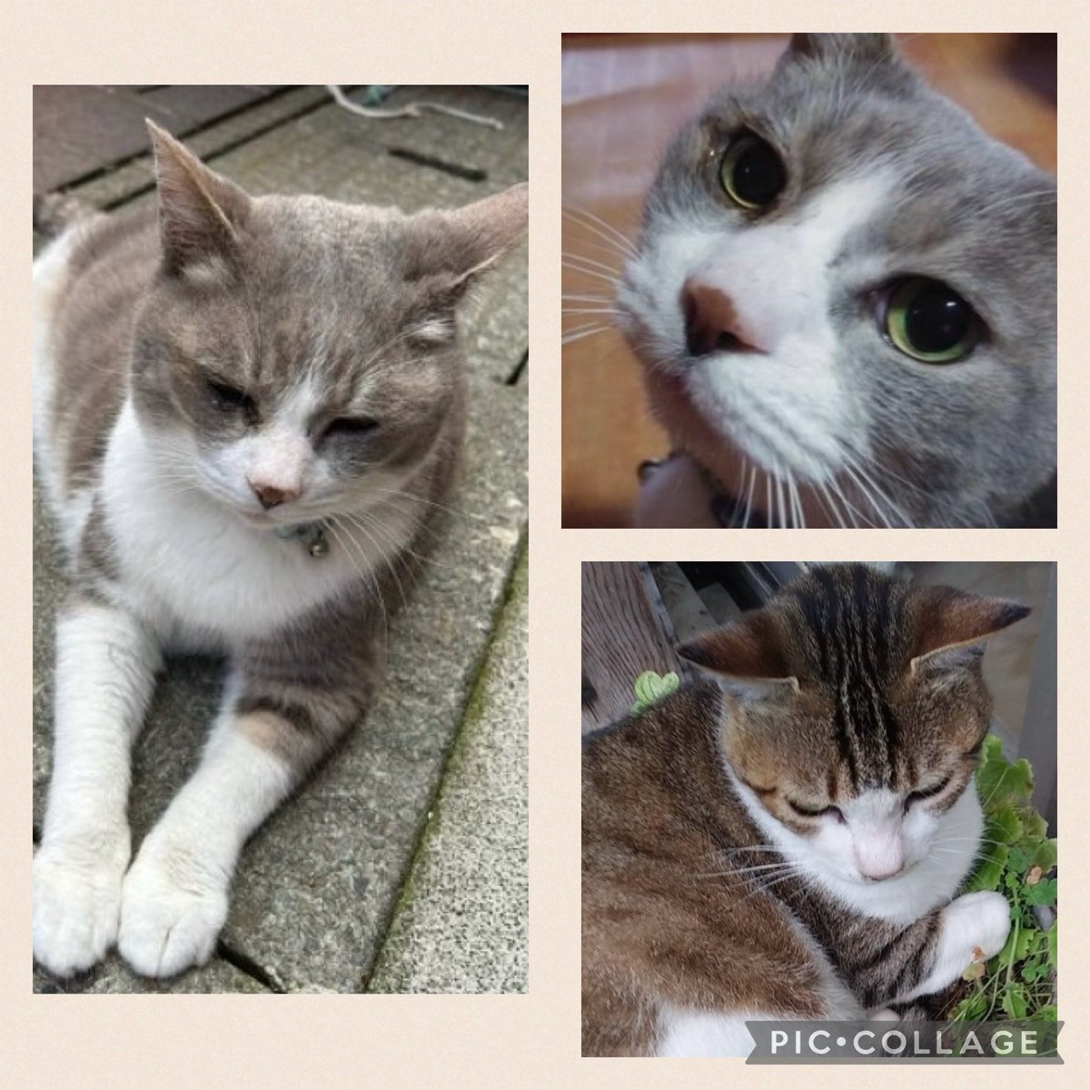 gollfe's tweet photo. 能登半島地震
🆘大切な家族🐱を探してます🆘
輪島朝市にある実家と店舗が倒壊後に全焼
私が１０年前に保護し母に託した
タマ(グレーハチワレ)含め
キジ白.みーちゃん
キジトラきーちゃん.行方不明
姿を見かけた方はこちらに
連絡をお願いします

大変な時です
お力をお貸しください🙇🏼‍♀️🙏🏻
#迷子猫 #輪島 https://t.co/tH7qYlnQjh