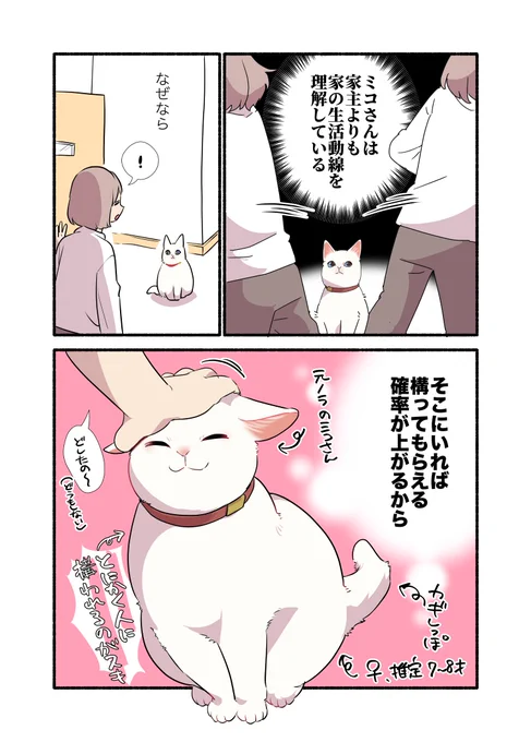 🐈猫に…🌏【全て】を"理解"されている🫨話‼️‼️ (1/2)  #漫画が読めるハッシュタグ #愛されたがりの白猫ミコさん