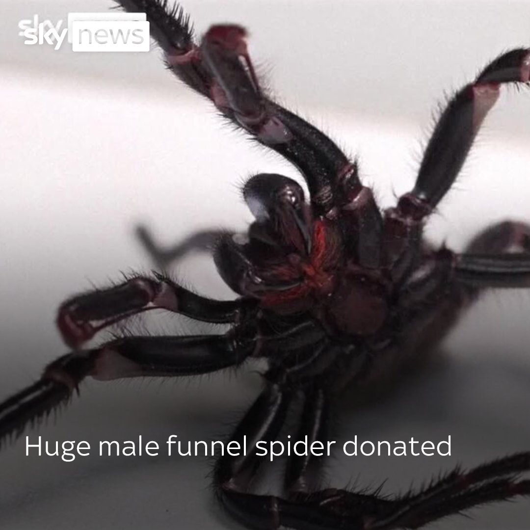 The Discovery of Hercules: The Largest Male Funnel-Web Spider in Australia 7