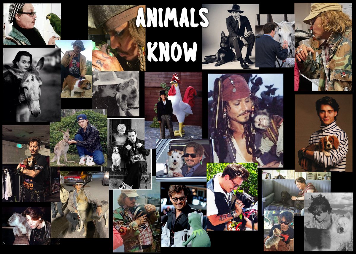 Annhasquestions's tweet photo. #AnimalsKnow #JohnnyDepp #TrustAnimals https://t.co/btVMx9OG9h