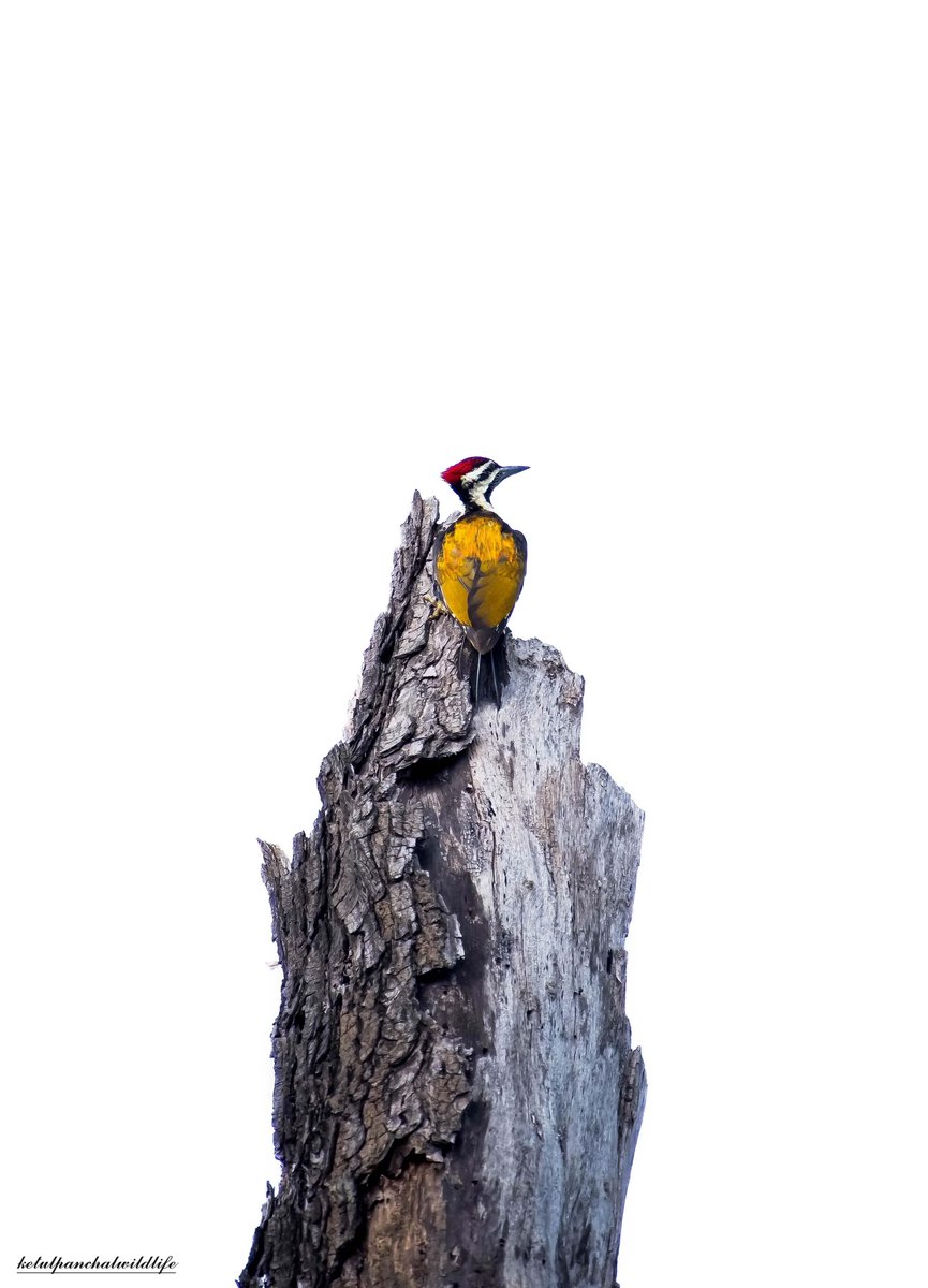 Ketulp5's tweet photo. Name : Black-rumped flameback
#ketulp5 #clickedbyketulp5wildlife
#Blackrumpedflameback #birds
#animal #birdsphotography
#wildlife #wildlifephotography
#wildlifephotographer
#wildlifeofindia #wildlifeonearth #earthcapture
#nature #naturephotography
#BBCWildlifePOTD #nikond7500 https://t.co/Z64ew9g9Kf