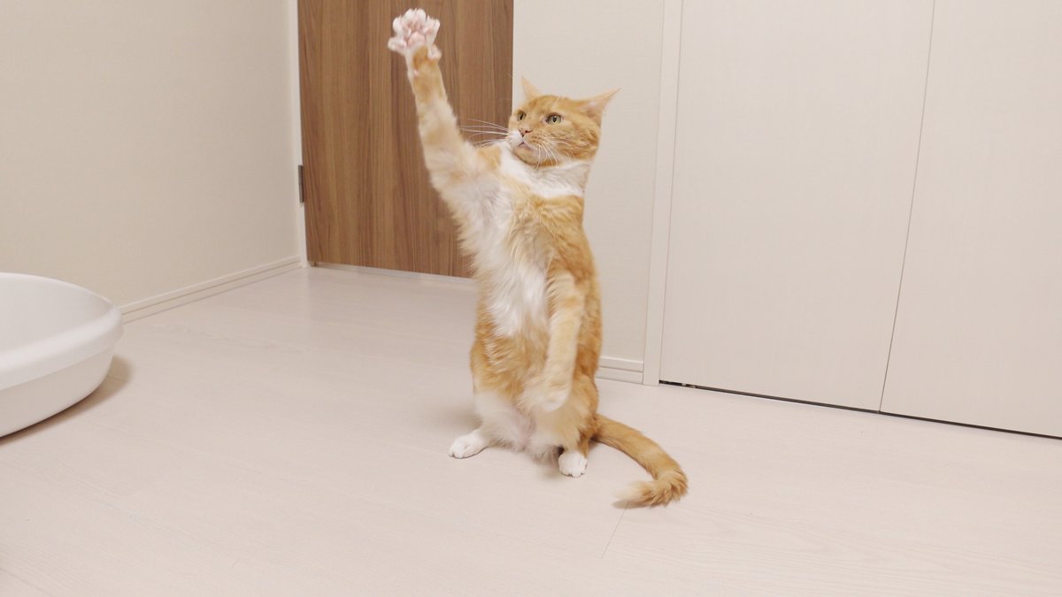 猫のいる生活 (@FestaChai_neko) / Posts / X