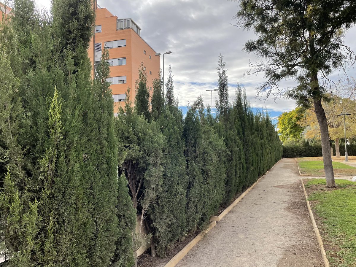 JoaquinRSala's tweet image. Esto qué pasa? Vamos a dejar que crezca hasta que lo corte un #terremo como el de #Japon? Tenemos que pedir la #independencia como #Puigdemont para que alguien haga algo? Desde el centro de salud Álvarez de la Riva ya no se ve la cruz. @AytoOrihuela @PPOrihuela @vox_orihuela