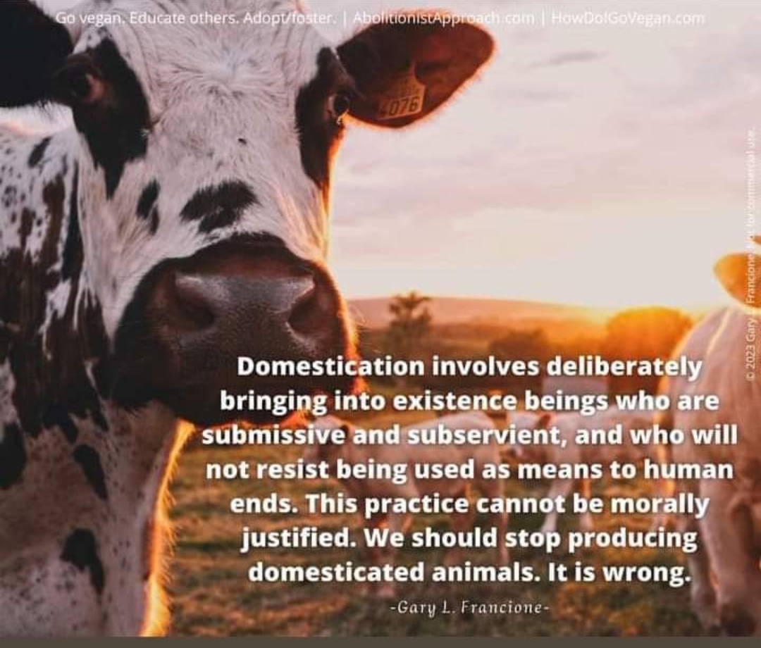 helenlloyd222's tweet photo. @Bittner5Edward @S_Catsgotmyback 'I'll look after these humans/dogs in luxury before I take their lives against their will' #cowstho c0.3% of the intentional annual animal holocaust; grazing doesn't mandate  use. Meanwhile global food production... #bigbeef #bigslaughter #endanimaluse #plantbased for the planet. https://t.co/1L9Lx3OKzC