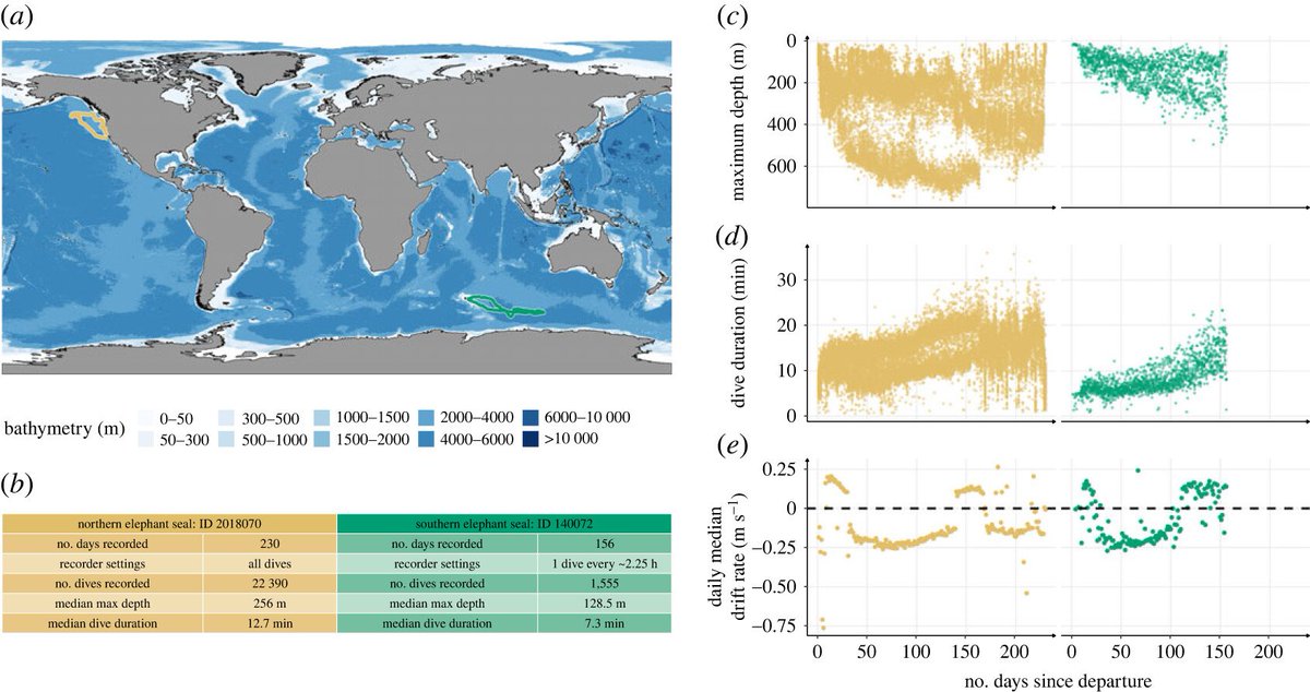 Florian Orgeret @florgeret.bsky.social (@florgeret) on Twitter photo New biologging study from <a href="/roxannesbeltran/">Roxanne Beltran</a> lab shows northern elephant seals excel in early diving compared to southern counterparts! Key insights into #ontogeny, #migration and #offspringdependence. Check out at: royalsocietypublishing.org/doi/10.1098/rs… New biologging study from <a href="/roxannesbeltran/">Roxanne Beltran</a> lab shows northern elephant seals excel in early diving compared to southern counterparts! Key insights into #ontogeny, #migration and #offspringdependence. Check out at: royalsocietypublishing.org/doi/10.1098/rs…
