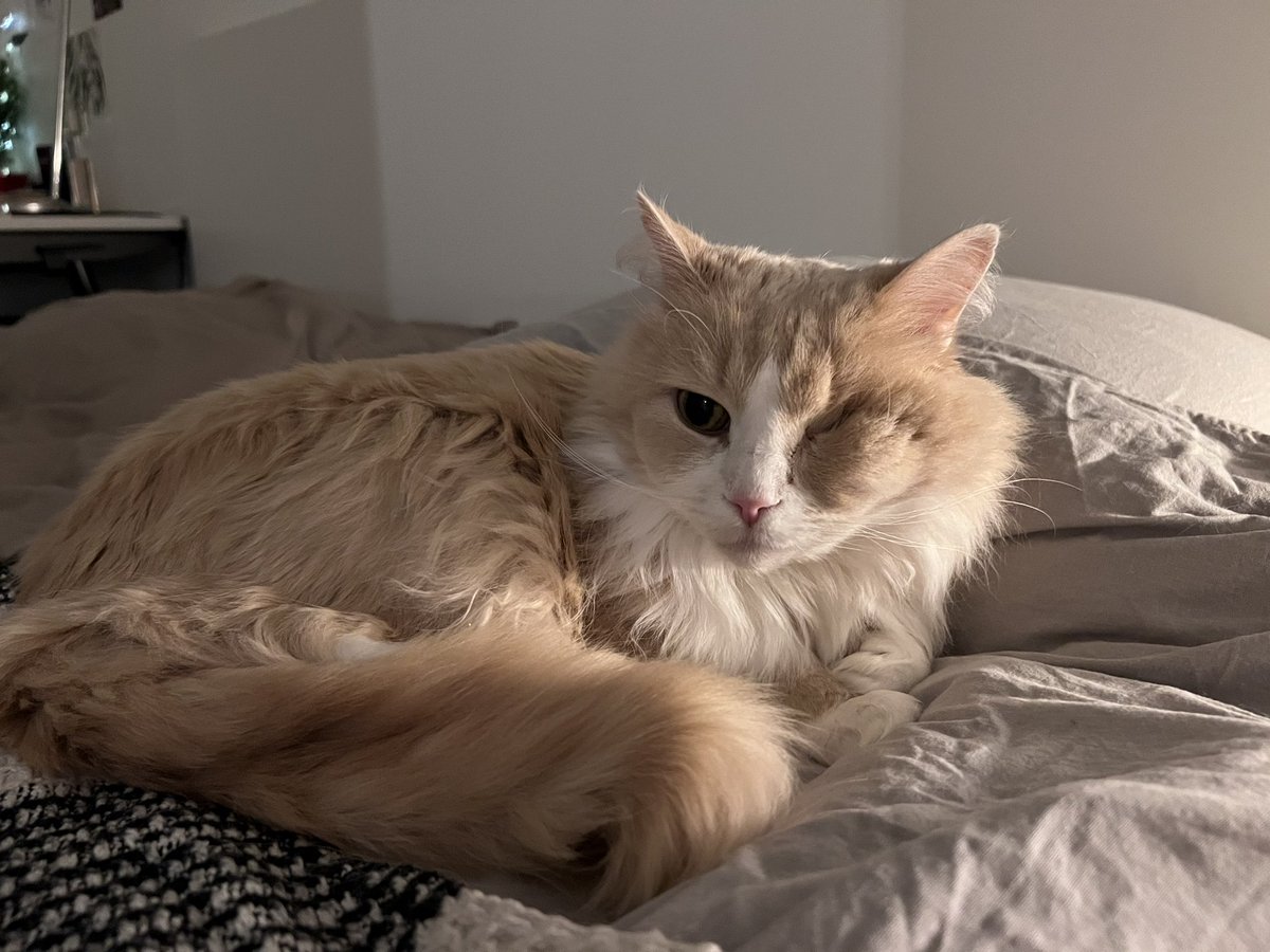 Королева под дэдлайном tweet media