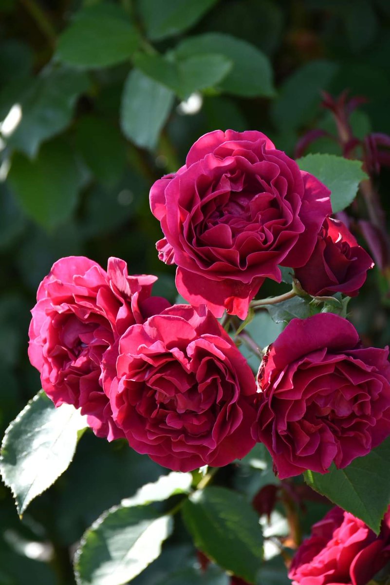 オデュッセイア #Odysseia 青みがかる深紅の花色に、波打つ花弁の半