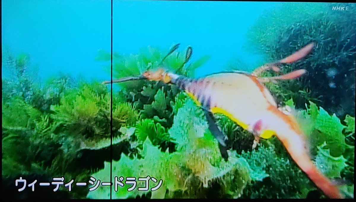 #おかあさんといっしょ 新年初の生き物 ウィーディーシードラゴン