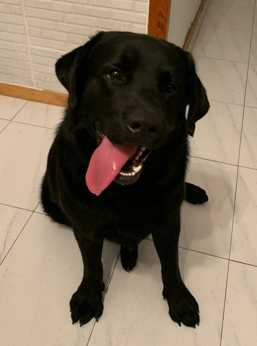 AASDiscan's tweet image. Pues como lo prometido es deuda, os presentamos a Kivi, que como veis, es discanito total con esa lengua de lao' 🤪

De aquí unos días os explicaremos cómo va su adaptación, ahora, le toca conocer su nuevo entorno y lo que será su hogar durante unos meses 🥰