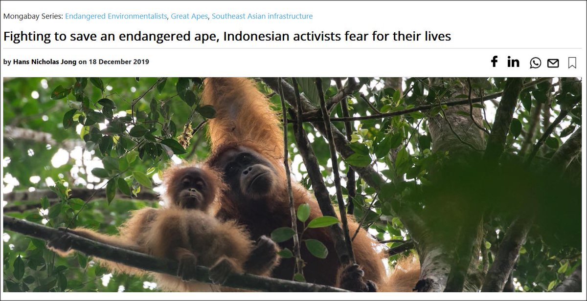 Further to our earlier post (news.mongabay.com/2023/12/newly-…), recently described Tapanuli orangutan and its habitat are already severely threatened, as are conservationists aiming to halt dam development within the shrinking forest of North Sumatra news.mongabay.com/2019/12/fighti… <a href="/mongabay/">Mongabay</a>