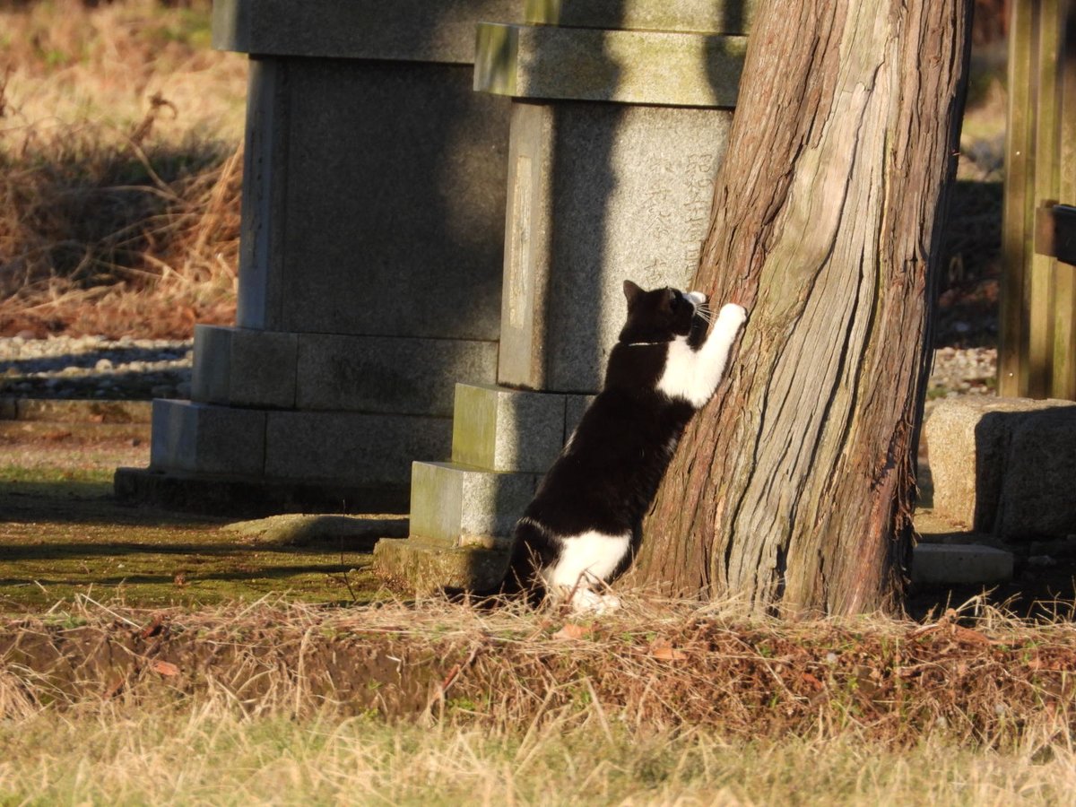 ちなみにほぼ同じとこに首輪したねこちゃんもいたんだけど迷子かどうかよくわからない
#迷子猫 ？？
#石川県 #かほく市