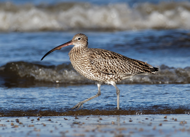 Intertidal habitats are often well-used by waders outside the breeding season, but some species also make use of other adjacent habitats during this period, including agricultural fields.
