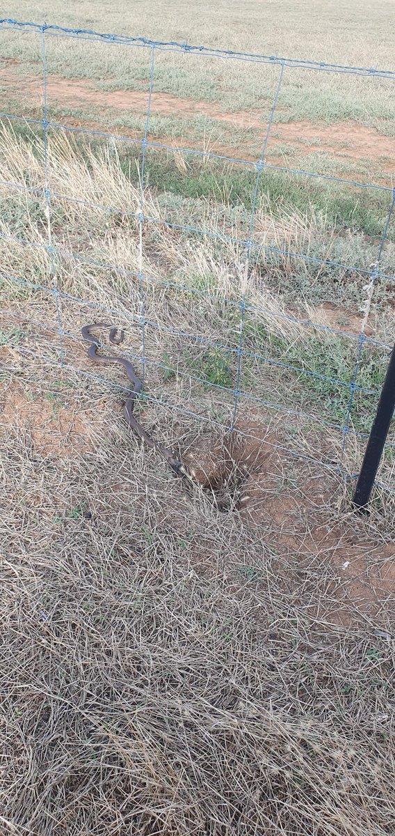 Found this fella halfway through swallowing a frog while spot spraying today. Don't see that every day.