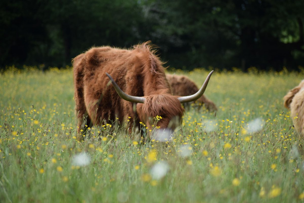 Love_plants's tweet photo. Today we’re at the @ORFC talking about the value of species-rich grasslands.
They are amongst the rarest habitats in the UK, but #grasslands have so much potential if farmers are offered more support to manage them.
#ORFC24 #RealFarming 1/2 https://t.co/qR38eOl2Tz