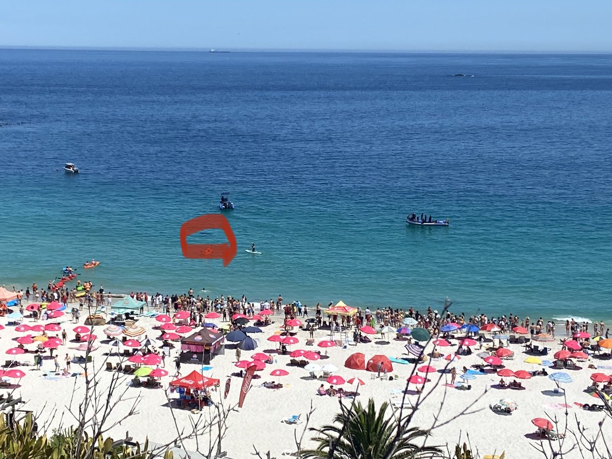 DieselPeterssen's tweet photo. Shark at Clifton 4 today #sharkspotters https://t.co/0InVhyD3HV