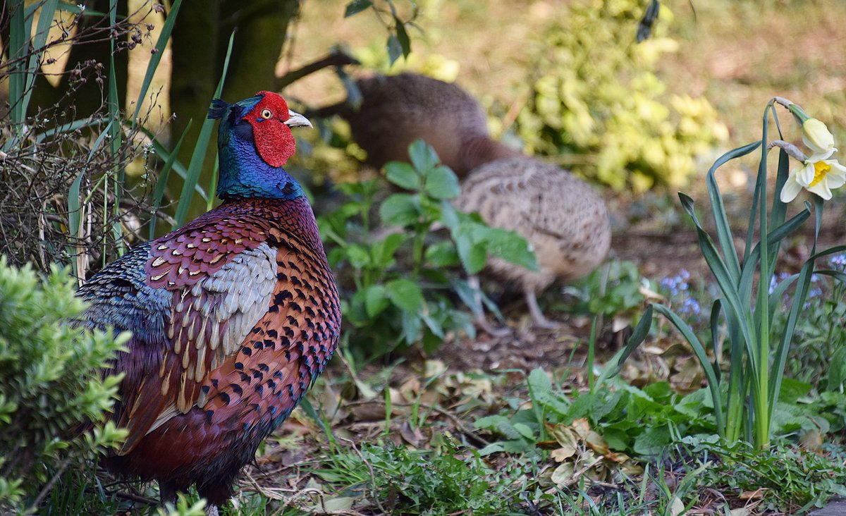 FireStallion666's tweet photo. #nature @Natures_Voice @RSPBEngland @RSPBbirders @UKBirdsWildlife @ukbirds #pheasants #bluetits #collareddoves https://t.co/YAIJu1oTuh