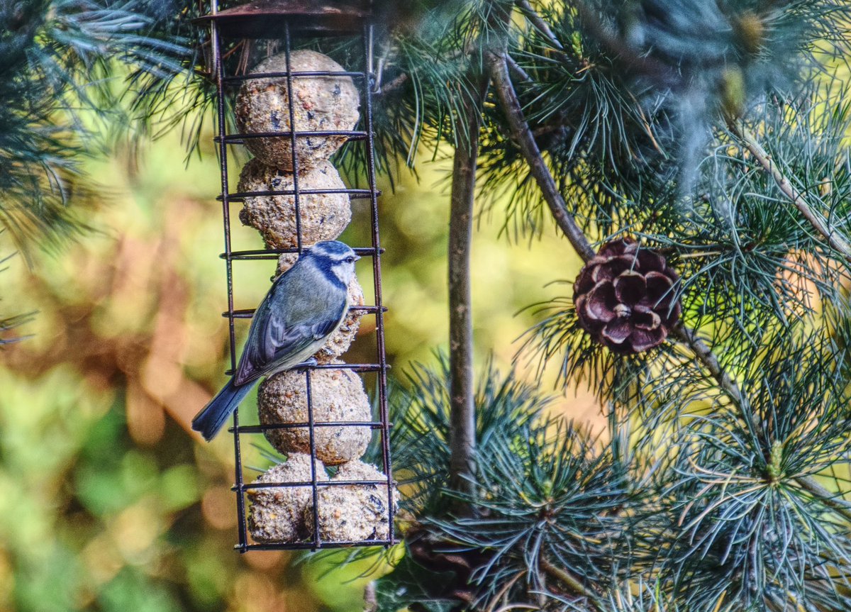 FireStallion666's tweet photo. #nature @Natures_Voice @RSPBEngland @RSPBbirders @UKBirdsWildlife @ukbirds #pheasants #bluetits #collareddoves https://t.co/YAIJu1oTuh