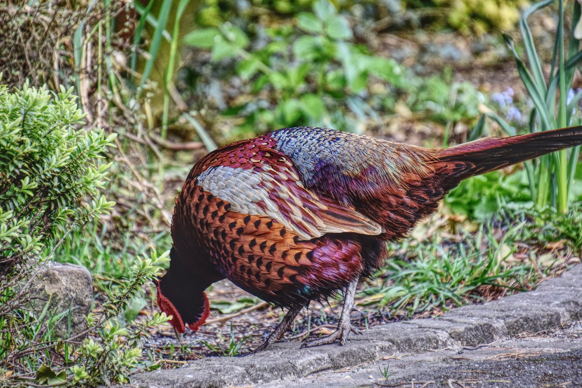 FireStallion666's tweet photo. #nature @Natures_Voice @RSPBEngland @RSPBbirders @UKBirdsWildlife @ukbirds #pheasants #bluetits #collareddoves https://t.co/YAIJu1oTuh