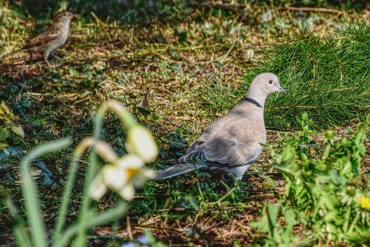 FireStallion666's tweet photo. #nature @Natures_Voice @RSPBEngland @RSPBbirders @UKBirdsWildlife @ukbirds #pheasants #bluetits #collareddoves https://t.co/YAIJu1oTuh