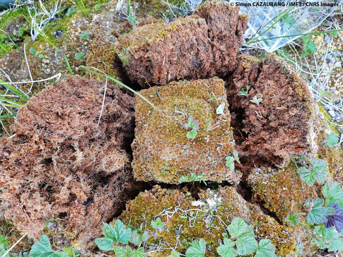 CNRS_Toulouse's tweet photo. #jeudiphoto Sphaigne prélevée pour étudier ses propriétés thermo-hydrologiques, bassin versant de Stordalen en Suède. Des travaux réunissant l'#IMFT et le @GET_Toulouse, deux laboratoires toulousains, dans le cadre du projet #ANR Hiperborea. https://t.co/5vaR5BrONs