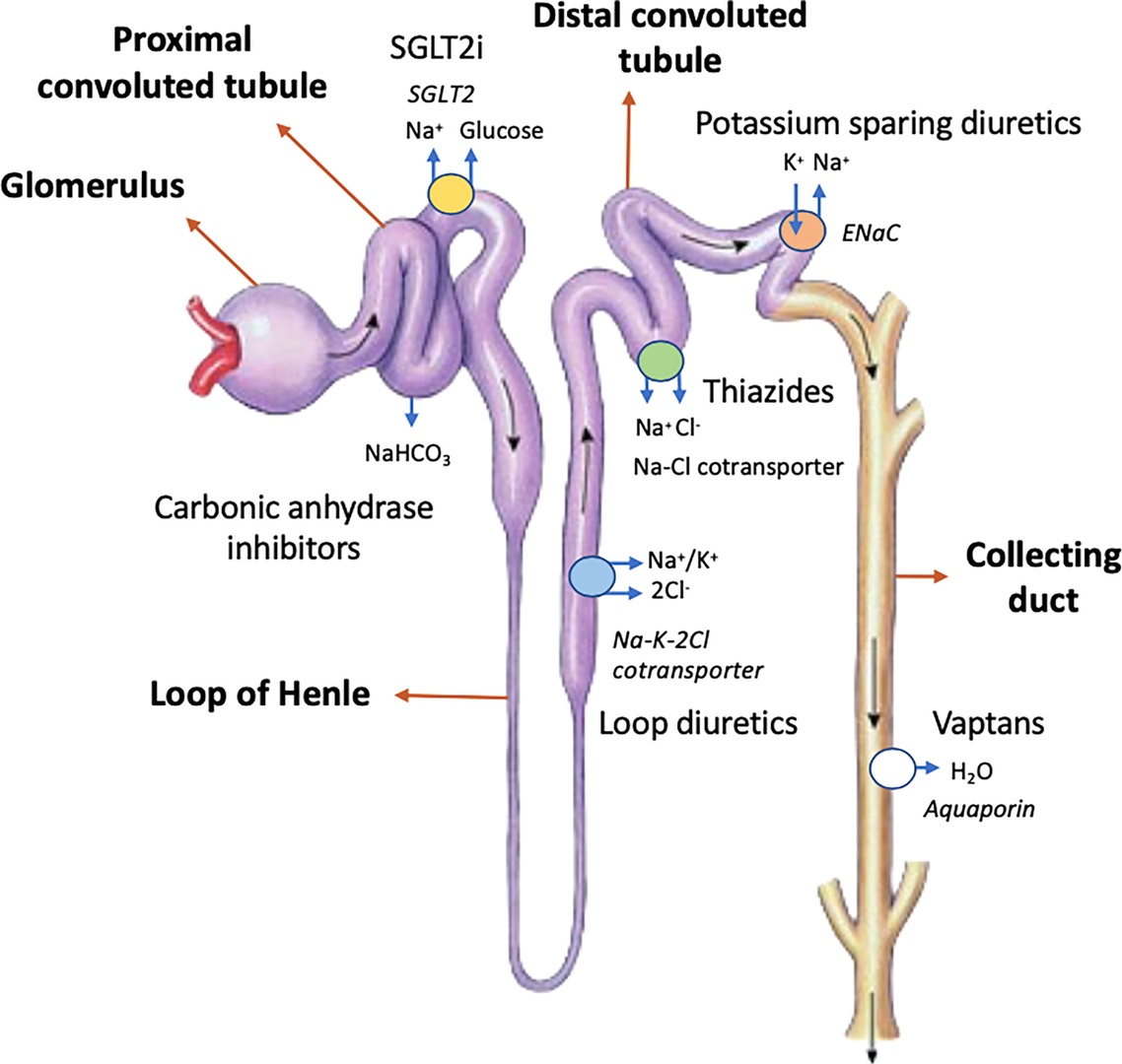 CritCareReviews's tweet photo. Today's paper of the day is on new insights into diuretic use to treat congestion in the icu: beyond furosemide
https://t.co/JKgcYjlUQ5

Join us to read 1 paper per day and stay up-to-date as we cover the spectrum of critical care across 2024 https://t.co/Z0mjNRn94q