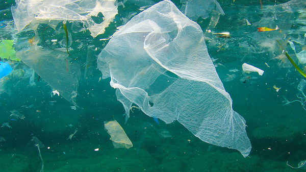 arpaveneto's tweet photo. 🐟🦀🐚 droni per #microplastiche, reti acchiappa rifiuti, mitili filtri naturali di micro e nano plastiche sono alcuni dei sistemi sperimentati con il progetto #Marless sui #rifiuti in #mare
#Arpav, capofila del progetto, presenta i principali risultati👉https://t.co/I7COyCY8Ri https://t.co/wb4V8uH4F3