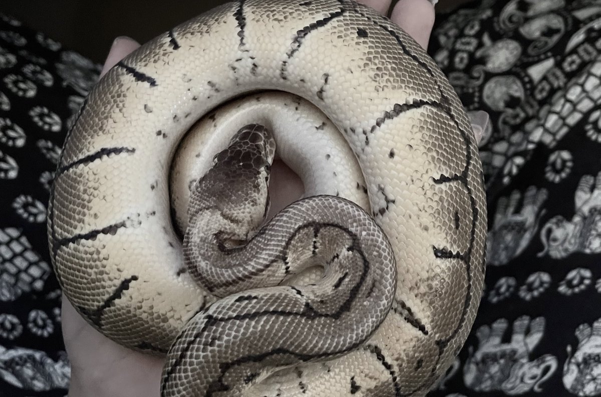 vaeirue's tweet image. big boy