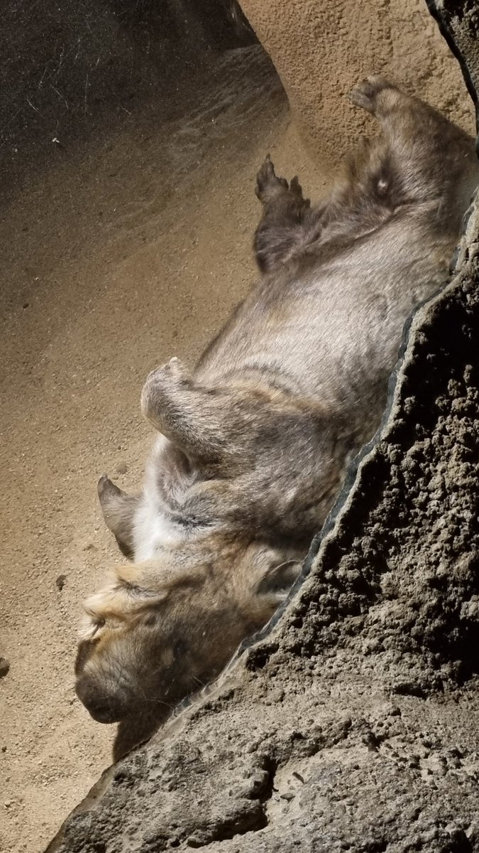 DragosGMR's tweet photo. Went to the zoo today, it was pretty neat getting pics like this https://t.co/UcIICpZDqU