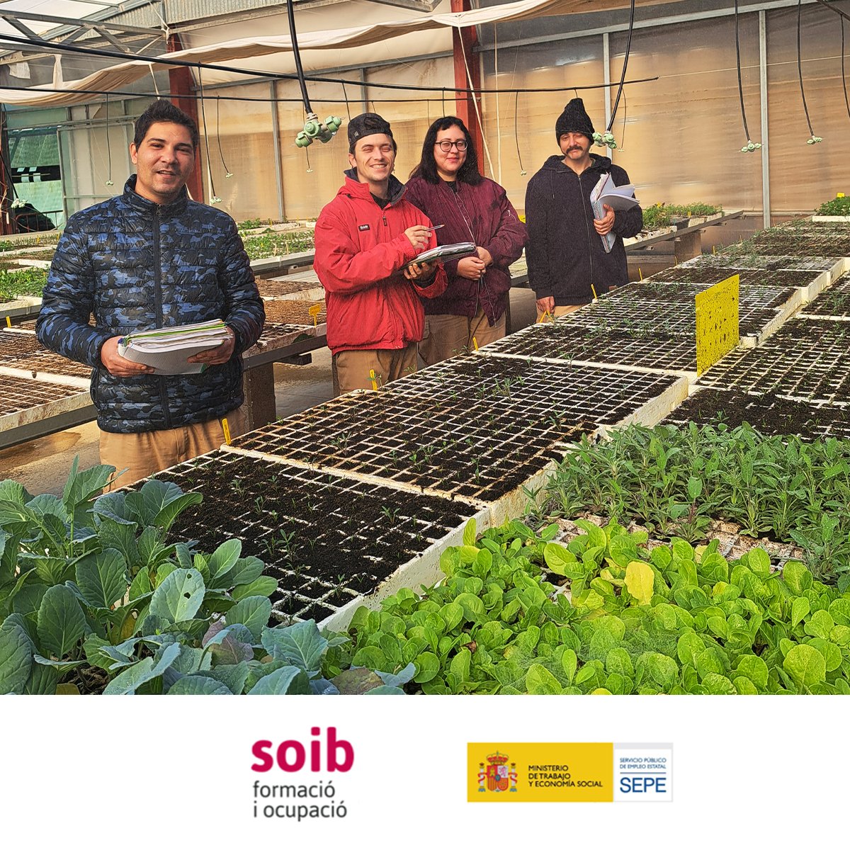 EstelDeLlevant's tweet photo. Amb l'alumnat de #FormacióDual del programa #SOIB #DUAL #VULNERABLES #SOIBDual instal·lam un nou sistema de reg aeri per al nostre hivernacle amb la finalitat de millorar els cultius d'hortícoles.
Amb el suport de @SOIBgoib i @empleo_SEPE https://t.co/yeEE3gpL2c