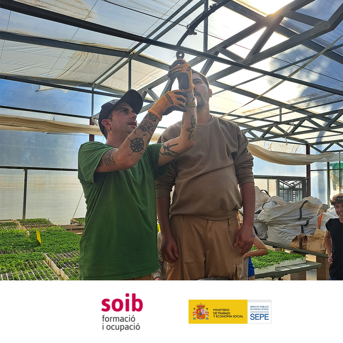 EstelDeLlevant's tweet photo. Amb l'alumnat de #FormacióDual del programa #SOIB #DUAL #VULNERABLES #SOIBDual instal·lam un nou sistema de reg aeri per al nostre hivernacle amb la finalitat de millorar els cultius d'hortícoles.
Amb el suport de @SOIBgoib i @empleo_SEPE https://t.co/yeEE3gpL2c