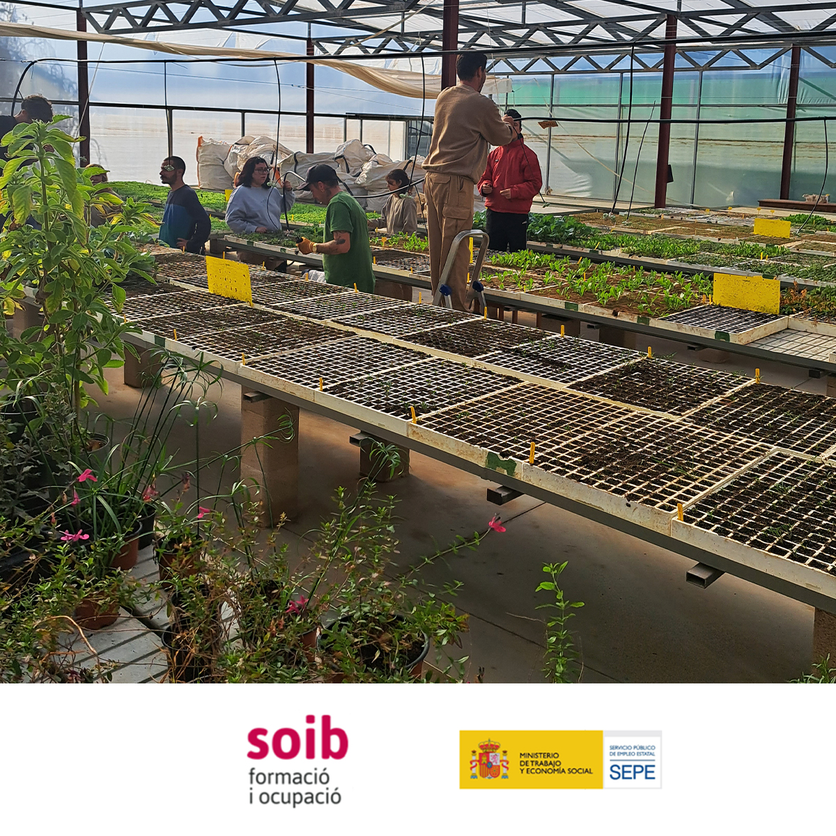 EstelDeLlevant's tweet photo. Amb l'alumnat de #FormacióDual del programa #SOIB #DUAL #VULNERABLES #SOIBDual instal·lam un nou sistema de reg aeri per al nostre hivernacle amb la finalitat de millorar els cultius d'hortícoles.
Amb el suport de @SOIBgoib i @empleo_SEPE https://t.co/yeEE3gpL2c