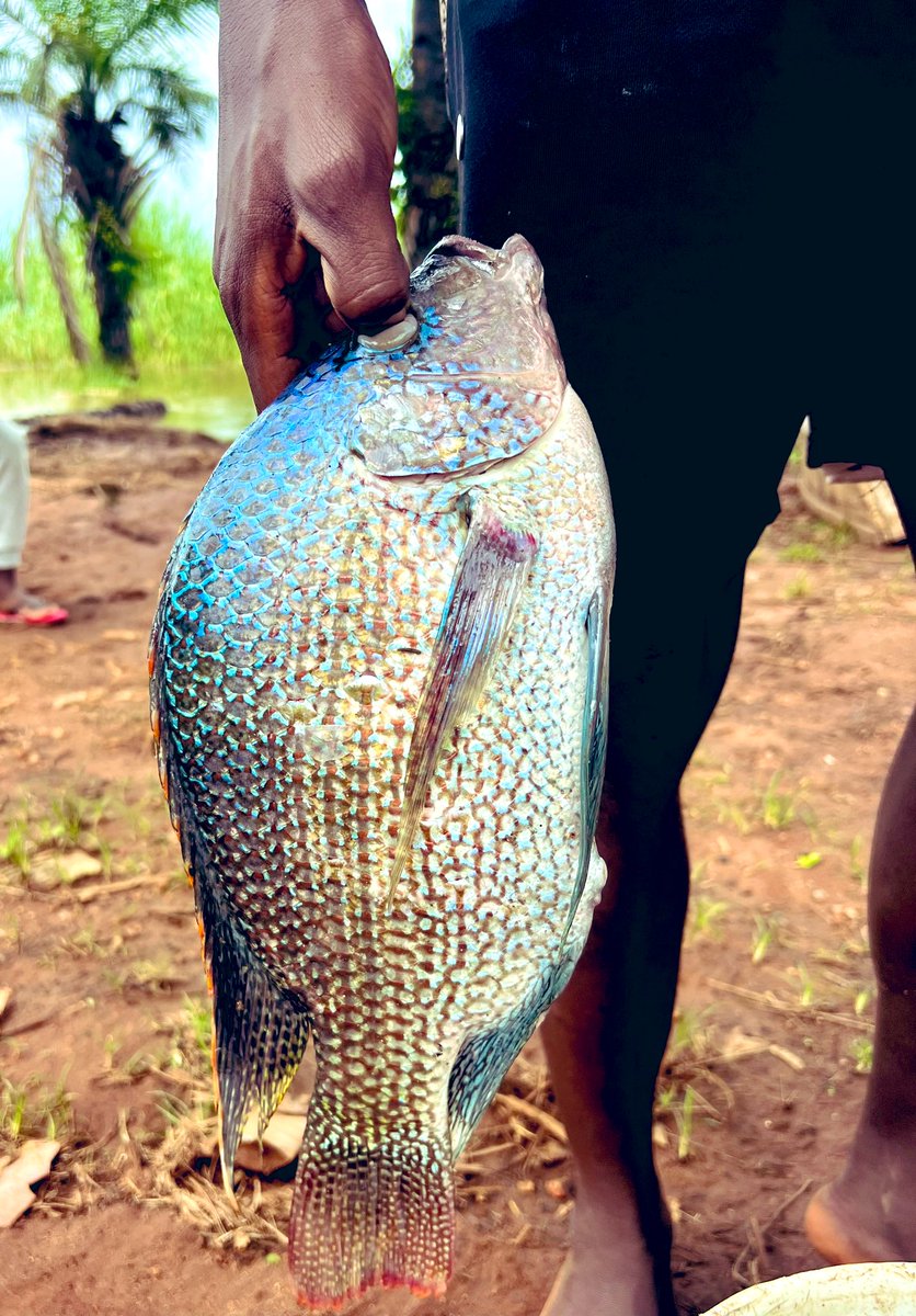 Athman_Sungura's tweet photo. Leo nimefika nyumbani kwa #Kuhe Ilagala, wilayani Uvinza. Fursa za nyanya na bidhaa kwenda Kalemii, ardhi yenye rutuba ni utajiri tosha kwa mkoa wa Kigoma. Nimeona na kujifunza mengi sana ikiwemo historia za wazee wetu na Biashara za Congo na Burundi. #VisitKigoma https://t.co/UOSvWfTt0W