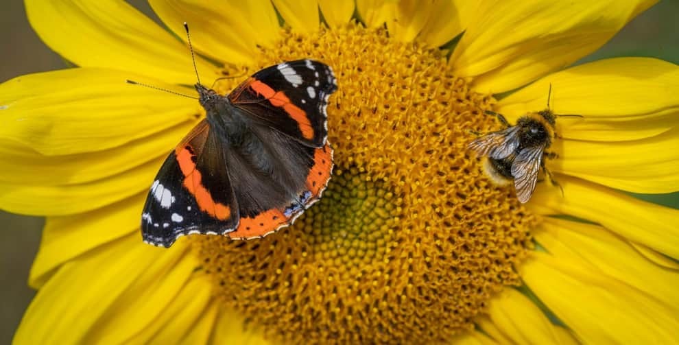TidyGreenClean's tweet photo. "Butterflies need a place to live. If they can feed, breed and shelter, they can thrive."

This is something to keep in mind when planning outdoor spaces and the impact harsh chemicals can have on the environment. 

https://t.co/lf2NCNJcrX 

#butterflies #environment https://t.co/nxN42dLQvG
